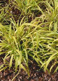 Attēlu rezultāti vaicājumam “Milium effusum leaf”