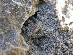 Attēlu rezultāti vaicājumam “Talitrus saltator”