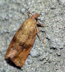 Attēlu rezultāti vaicājumam “Celypha striana”