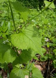 Attēlu rezultāti vaicājumam “Alliaria petiolata leaf”