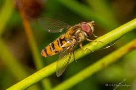 Attēlu rezultāti vaicājumam “Episyrphus balteatus”