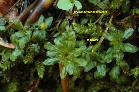 Attēlu rezultāti vaicājumam “Plagiomnium affine”