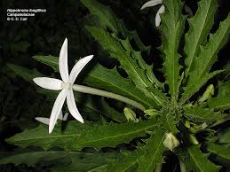 Attēlu rezultāti vaicājumam “Lobeliaceae”