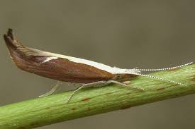 Attēlu rezultāti vaicājumam “Ypsolopha dentella”