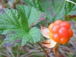 Attēlu rezultāti vaicājumam “Rubus plicatus fruit”