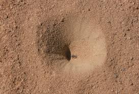 Attēlu rezultāti vaicājumam “Myrmeleontidae larva”