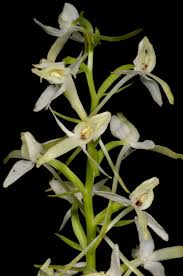 Attēlu rezultāti vaicājumam “Platanthera bifolia leaf”