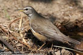 Image result for Turdus obscurus