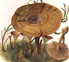 Attēlu rezultāti vaicājumam “Coltricia perennis”