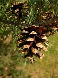 Attēlu rezultāti vaicājumam “Pinus sylvestris fruit”