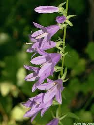 Attēlu rezultāti vaicājumam “Campanula rapunculoides flower”