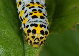 Attēlu rezultāti vaicājumam “Cucullia verbasci larva”