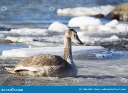 Attēlu rezultāti vaicājumam “Cygnus olor juvenile”