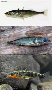 Attēlu rezultāti vaicājumam “Gasterosteus aculeatus”