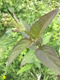 Attēlu rezultāti vaicājumam “Scrophularia nodosa leaf”