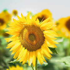 Image result for Sonnenblume