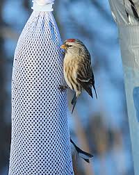 Attēlu rezultāti vaicājumam “Carduelis flammea female”