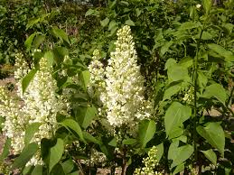 Attēlu rezultāti vaicājumam “Syringa vulgaris”