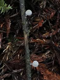Attēlu rezultāti vaicājumam “Mycena abramsii”