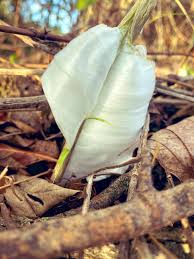 Attēlu rezultāti vaicājumam “Frost Flowers”