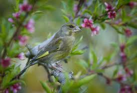 Attēlu rezultāti vaicājumam “Chloris chloris male”
