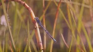 Attēlu rezultāti vaicājumam “Enallagma cyathigerum male”