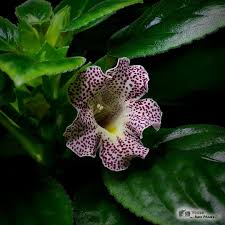 Image result for Sinningia