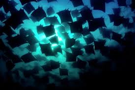 Image result for Mobula munkiana