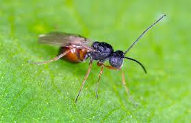 Attēlu rezultāti vaicājumam “gall”