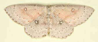 Attēlu rezultāti vaicājumam “Cyclophora albipunctata”