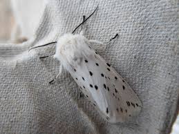 Attēlu rezultāti vaicājumam “Spilosoma lubricipeda”