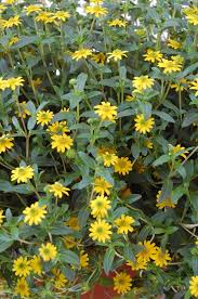 Image result for Sanvitalia procumbens