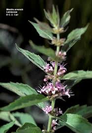 Attēlu rezultāti vaicājumam “Labiatae”