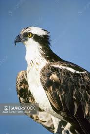 Attēlu rezultāti vaicājumam “Pandion haliaetus adult”