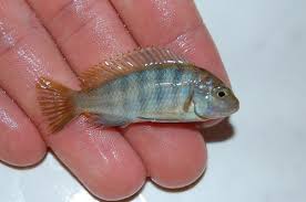 Risultati immagini per cynotilapia pulpican