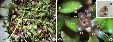 Attēlu rezultāti vaicājumam “Elatinaceae”