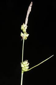 Attēlu rezultāti vaicājumam “Carex globularis flower”