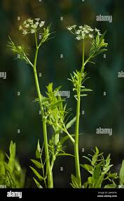 Attēlu rezultāti vaicājumam “Sium latifolium”