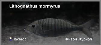 Image result for Lithognathus mormyrus