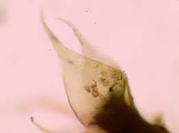 Attēlu rezultāti vaicājumam “Platygyrium repens”