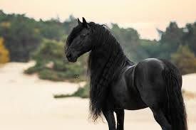 Afbeeldingsresultaat voor paarden