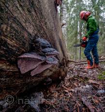 Attēlu rezultāti vaicājumam “Fomitopsis rosea”