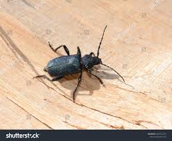 Attēlu rezultāti vaicājumam “Callidium violaceum”