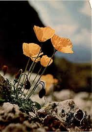Image result for Alpenmohn