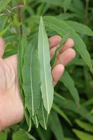 Attēlu rezultāti vaicājumam “Epilobium angustifolium leaf”