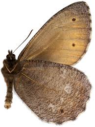 Attēlu rezultāti vaicājumam “Oeneis jutta”