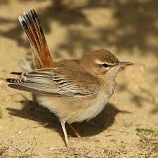 Image result for Cercotrichas galactotes