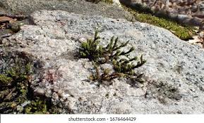 Attēlu rezultāti vaicājumam “Acrocarpous mosses”