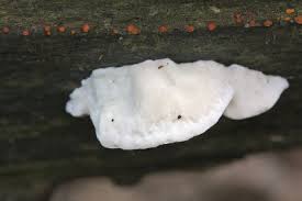 Attēlu rezultāti vaicājumam “Postia tephroleucus”