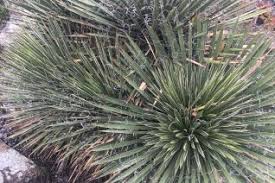 Attēlu rezultāti vaicājumam “Anemone x lipsiensis leaf”